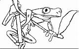 Frog Tree Eyed Red Coloring Color Bmp  Book Drawings Pc Funstuff Redeye sketch template