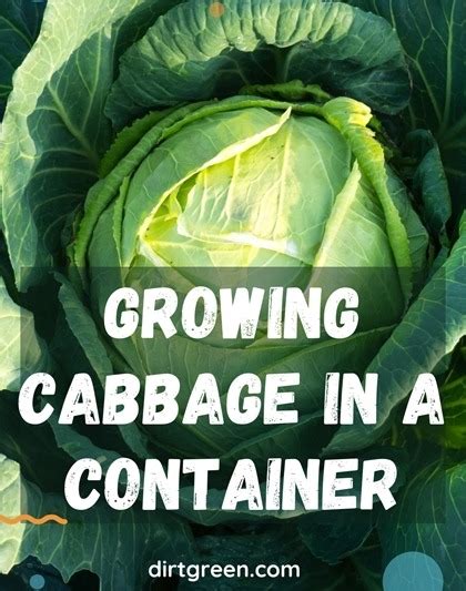 growing cabbage   container  correct  guide