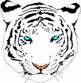 Bengal Coloring Designlooter Tiger Clip Number Color sketch template
