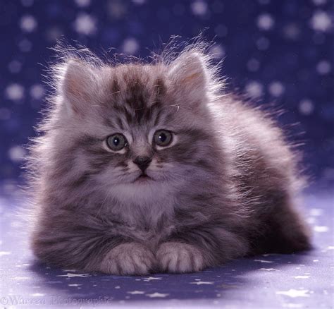 fluffy silver tabby kitten photo wp