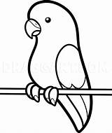 Parakeet Parrot Dragoart Perruche Dessiner Trace Oiseau Activite Webstockreview sketch template