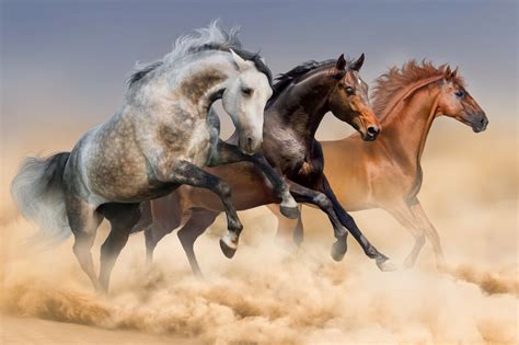 horses run top quality canvas print photowall