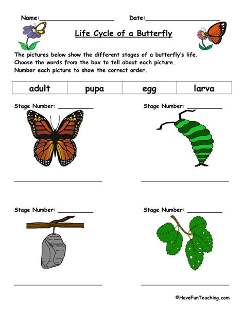 life cycle   butterfly worksheet  fun teaching