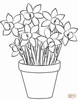 Narzissen Daffodils Ausmalen Zum Osterglocken Ausmalbild Narzisse Kolorowanka Narcyzy Kolorowanki Narcisos Druku Zeichnen Blumentopf Dzieci sketch template