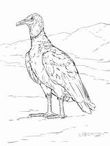 Vulture Vultures Realistic sketch template