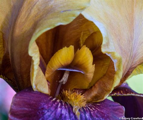 elegant wild mysterious loving iris