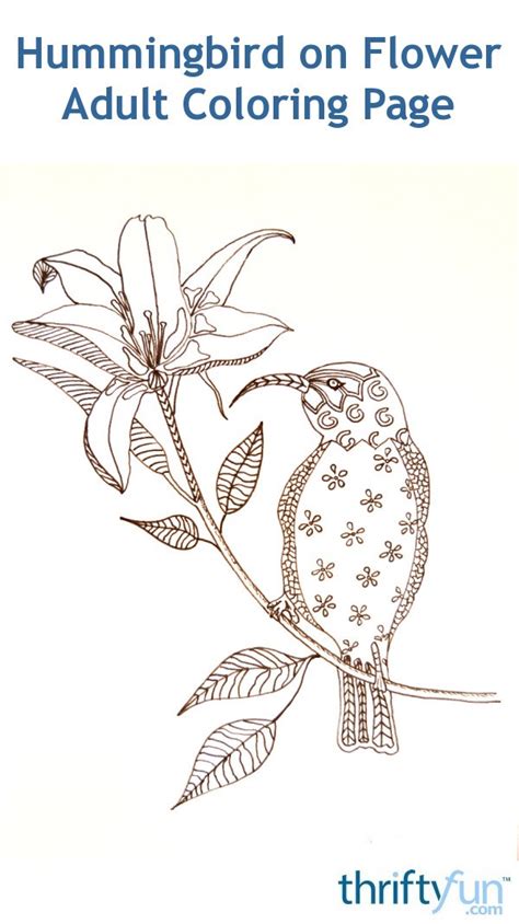 hummingbird  flower adult coloring page thriftyfun