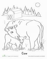 Farm Cow Coloring Calf Animal Pages Animals Worksheets Kindergarten Printable Embroidery Calves Patterns Education Drawing Color Preschool Cows Sheep Crafts sketch template