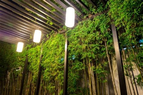 bamboo gardening   grow  maintain bamboo plants