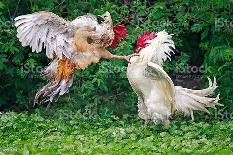 Two Cocks White And Red Fight On The Farm Foto De Stock Y Más Banco De