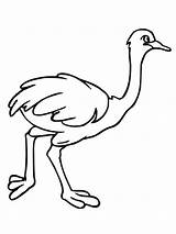 Ostrich Coloring Pages Printable Kids Emu African Color Clipart Clip Animal Colouring Drawing Supercoloring Sheets Template Bestcoloringpagesforkids Online Print Templates sketch template