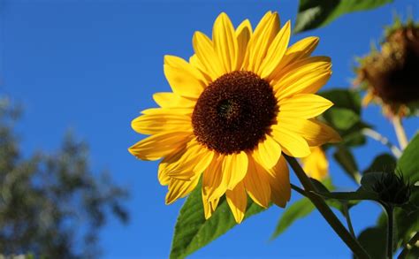 jenis jenis bunga matahari  melambangkan kesetiaan