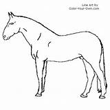 Stallion Coloring Warmblood Pages Horse Pose Index Own Color sketch template