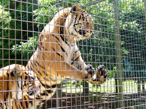 zoos   hurt animals siowfa science   world