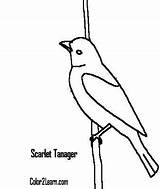 Tanager Scarlet Coloring 66kb 400px sketch template