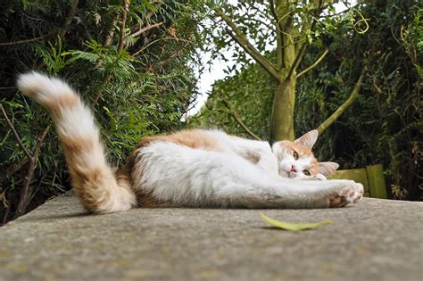 chat qui  la queue tordue comprendre  agir nature de chat