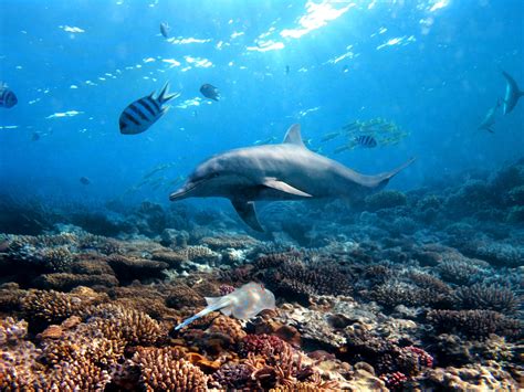 common bottlenose dolphin facts habitat diet conservation