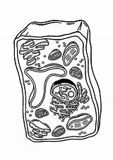 Celula Vegetal Procariota Dibujo sketch template