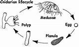 Cnidaria Cnidarians Biology Lifecycle sketch template