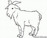 Goat Coloring Pages Grazing Colorkid Goats sketch template