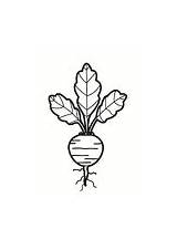 Coloring Pages Vegetables Beet sketch template