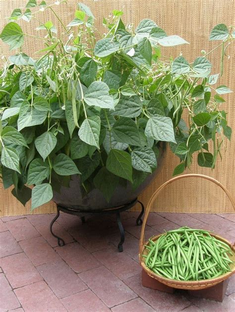 grow green beans  container justgardenthingscom