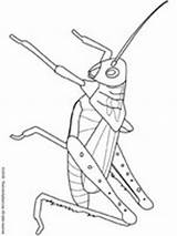 Grasshopper Sprinkhaan Insecten Coloriage Kleurplaat Kleurplaten Insekten Insectes Insecte Kolorowanki Robaki Insect Sauterelle Insects Saltamontes Owady Iluminar Malvorlage Imprimer Mandalas sketch template