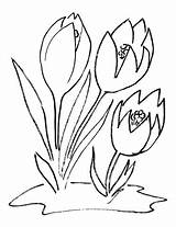 Crocus Ausmalbilder Ausmalen Krokus Malvorlagen Blumen Krokusse Kinder Krokussen Zeichnen sketch template