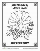 Montana State Flower Drawing Coloring Pages Bitterroot Nevada Worksheets Worksheet Education Getdrawings School sketch template