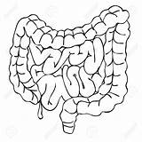 Intestine Small Large Intestines Clipart Illustration Drawing Coloring Vector Getdrawings Cliparts Pages Royalty Sketch Clipartmag Template sketch template