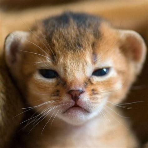 baby lion photo