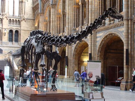 dippy  dinosaur leaves londons natural history museum   years