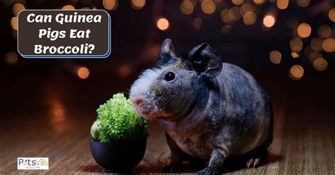 guinea pigs eat broccoli nutritional contents