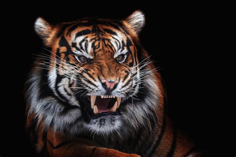 roaring tiger dieren op muurdecoratie wallcatcher