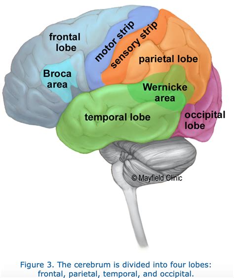 savvy shopper  anatomy   brain