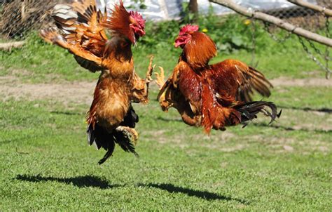fighting roosters  iuliancc galleries digital photography review