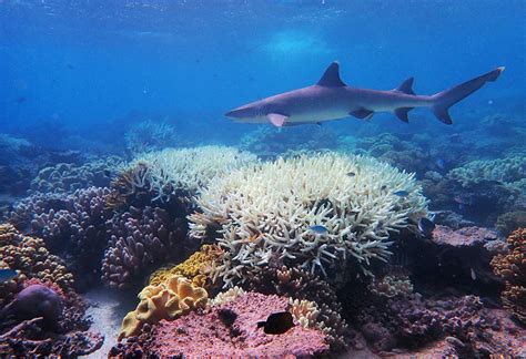 great barrier reef suffers worst  coral bleaching scientists environment  jakarta post