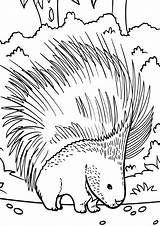 Porcupine Porcupines Mammals sketch template