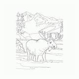 Amerikaanse Kleurplaten Denali Park Natuurgebieden Eland sketch template
