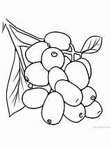 Cranberry Jambul sketch template