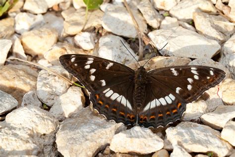 grosser eisvogel alles ueber den seltenen edelfalter das tierlexikonde