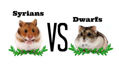 syrians vs dwarfs differences doovi