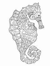 Seahorse Volwassenen Zeepaardje Verbnow Wektor Dorosłych Kolorystyki Dla Panchenko Viktoriia Konia sketch template