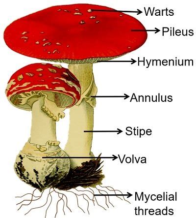 characteristics  mushrooms parts classification reproduction biology reader