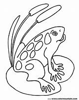 Coloring Bullfrog sketch template