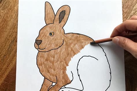hare  printable templates coloring pages firstpalettecom