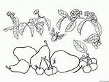 Pera Obst Malvorlagen Cereza Birne Kirsche Colorkid Fruits Ciliegio Boyama Kiraz Pear Cerises Poires Frutta Wrhs Sayfasi Armut Cereja Pêra sketch template