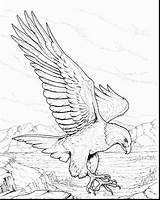 Soaring Eagle Drawing Coloring Getdrawings sketch template