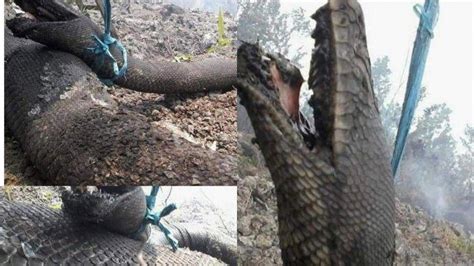 Ular Raksasa Anaconda Mati Tepanggang Saat Kebakaran