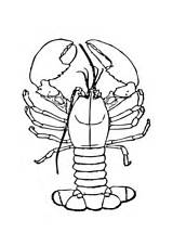 Lobster Coloring Pages Claws Lobsters Big Drawing Printable Template Cartoon Getdrawings Search 480px 45kb sketch template